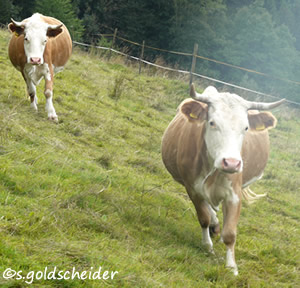 behornte Kühe im Trab am Hang