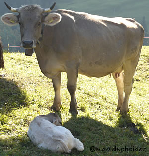 Braunvieh Kuh mit neugeborenem Kalb