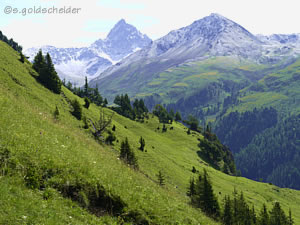 Gras wächst überall