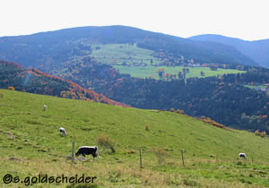 Mittelgebirge mit angepassten Kühen