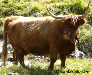 Scottish Highland Rind