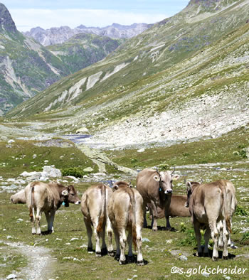 Jungvieh auf der Alm