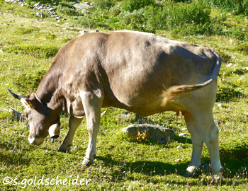 Kuh mit Glocke beim "Mähen"