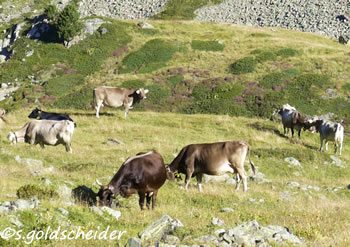 Milchkühe auf der Alm