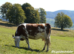 Weidbuchen im Biosphärenreservat Schwarzwald