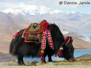 Yak, Copyright Dennis Jarvis